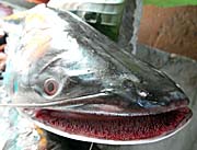 Mekong Fish